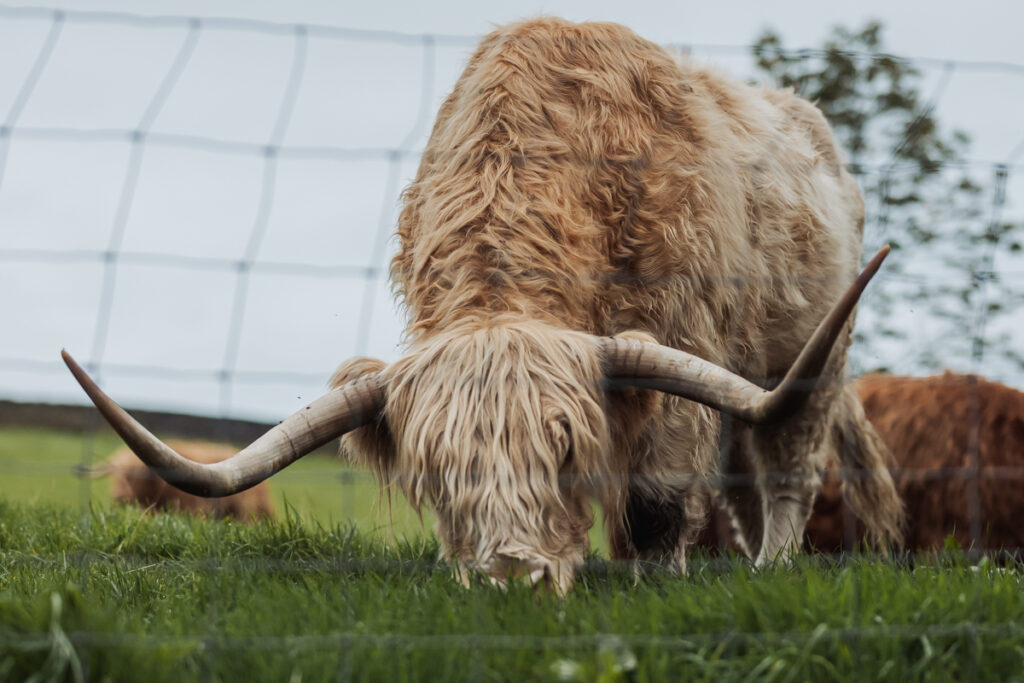 A shaggy, light brown Highland cow with long, curved horns grazes on green grass behind a wire fence in a field at Ashes Barn, a charming Staffordshire wedding venue.