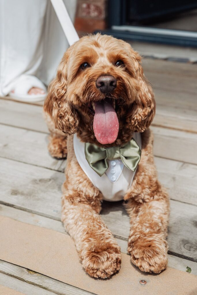 A dog wearing a white shirt and a green bow tie sits on a wooden deck, looking up with its tongue out
