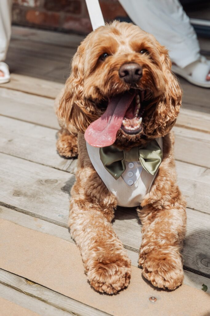 A dog wearing a white shirt with buttons and a green bow tie is sitting on a wooden deck at Autumn & Sam - Owen house barn
