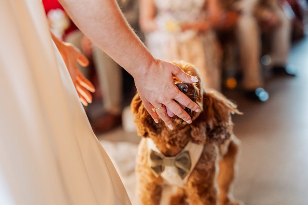 A hand gently strokes a fluffy Cocker Spaniel wearing a bow tie, with a person in a light-coloured dress in the foreground at Autumn & Sam - Owen house barn