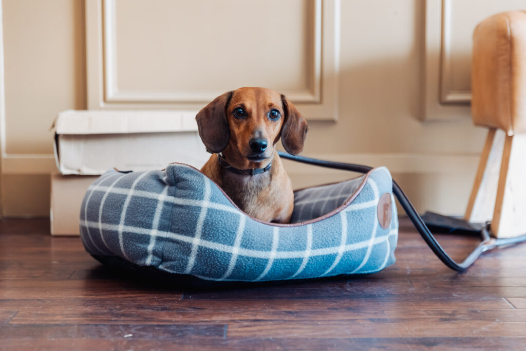 The couple's dachshund waiting in a tartan dog bed on the morning of the wedding