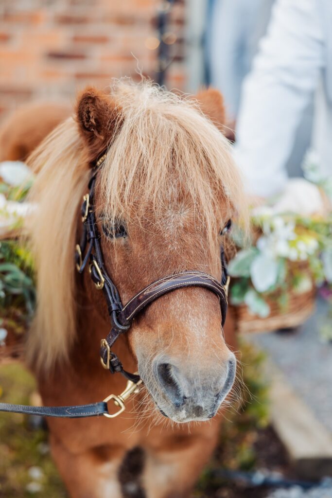 Close-up of the Shetland pony wearing flowers on its bridle at Sedgewell Barn